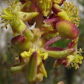 Tetragonia fruticosa